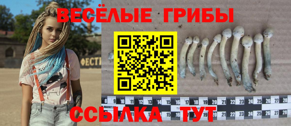 Псилоцибиновые грибы Psilocybe Дедовск